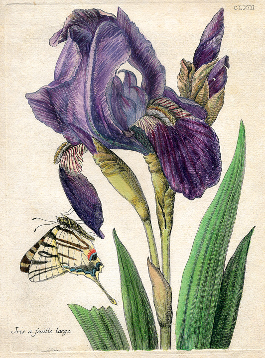 Sibylla Merian Blumenbuch Iris